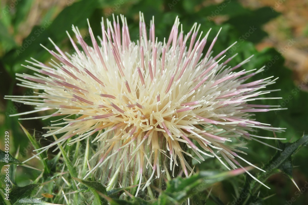 Tropical thistle flower in Florida wild, closeup Tropical thistle flower in Florida wild, closeup