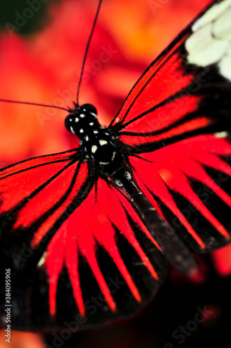 Red heliconius dora butterfly photo