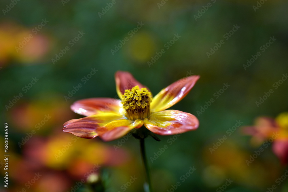 Nahaufnahme einer Bidens Triplinervia Nahaufnahme einer Bidens Triplinervia