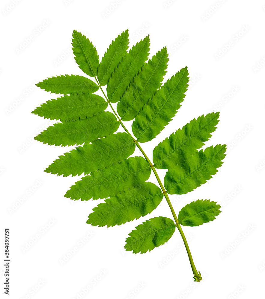 Green Rowan leaf on a white background. Isolated on a white background. Natural fragment