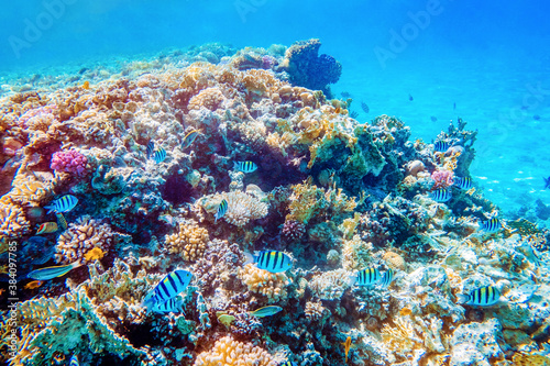 Beautifiul underwater colorful coral reefs with tropical fish