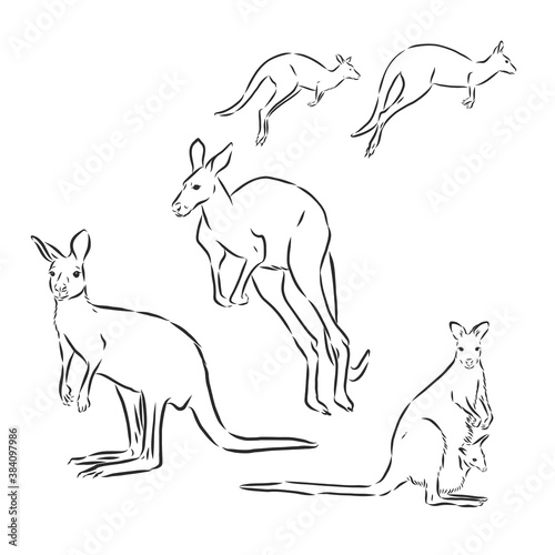 kangaroos jump in graphics on a white background vector, kangaroo, vector sketch illustration