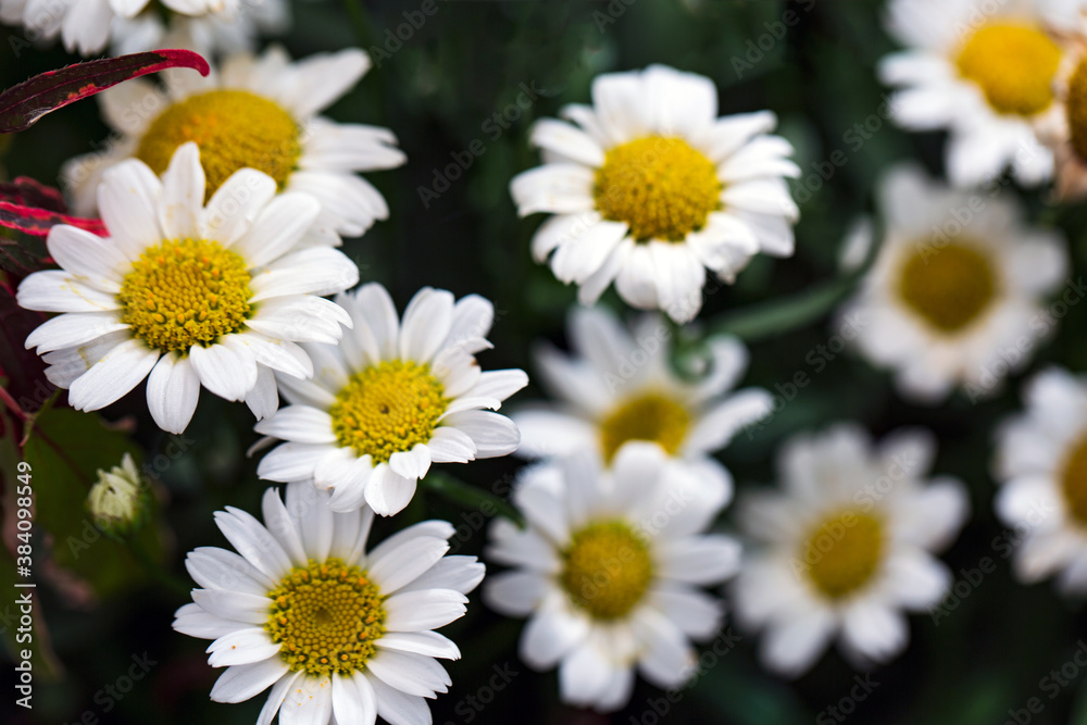 Beautiful flower on blurred background for spring or love concept. Natural spring scene, texture for design, copy space. banner. Close up, backlit. Idea for wallpaper, postcard, poster design. Beautiful flower on blurred background for spring or love concept. Natural spring scene, texture for design, copy space. banner. Close up, backlit. Idea for wallpaper, postcard, poster design.
