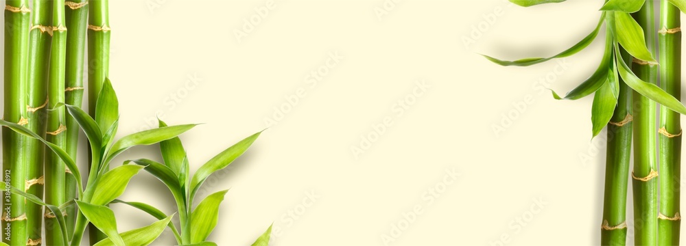 Green bamboo branches on yellow background space for text - obrazy, fototapety, plakaty 