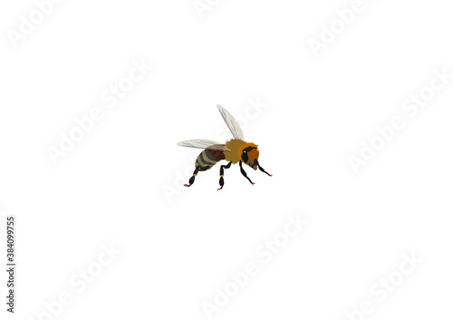 Wildbiene Wild bee