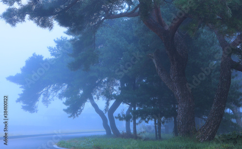 MISTY PINE FOREST IN SOUTH KOREA