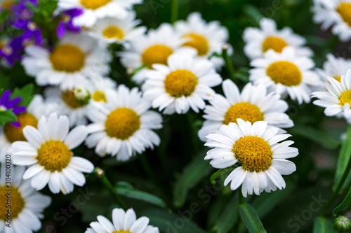 Beautiful flower on blurred background for spring or love concept. Natural spring scene  texture for design  copy space. banner. Close up  backlit. Idea for wallpaper  postcard  poster design.