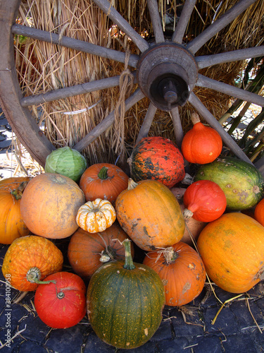 Colorful cucurbita pepos (Zierkurbis in German) on a farmers market stall in Frankfurt, Germany. Cucurbita pepo is the general name of the varieties of winter squash and pumpkin. photo