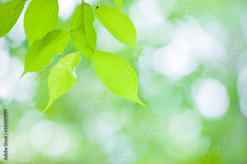 新緑の葉  © miiko