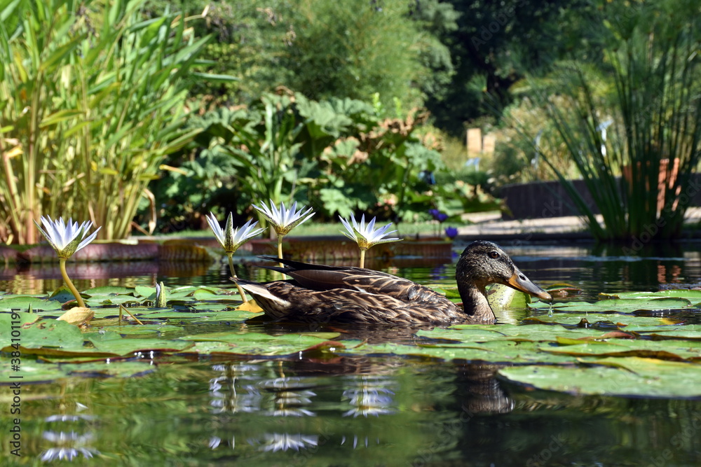 Ente im Seerosenteich im Botanischen Garten in Freiburg Ente im Seerosenteich im Botanischen Garten in Freiburg