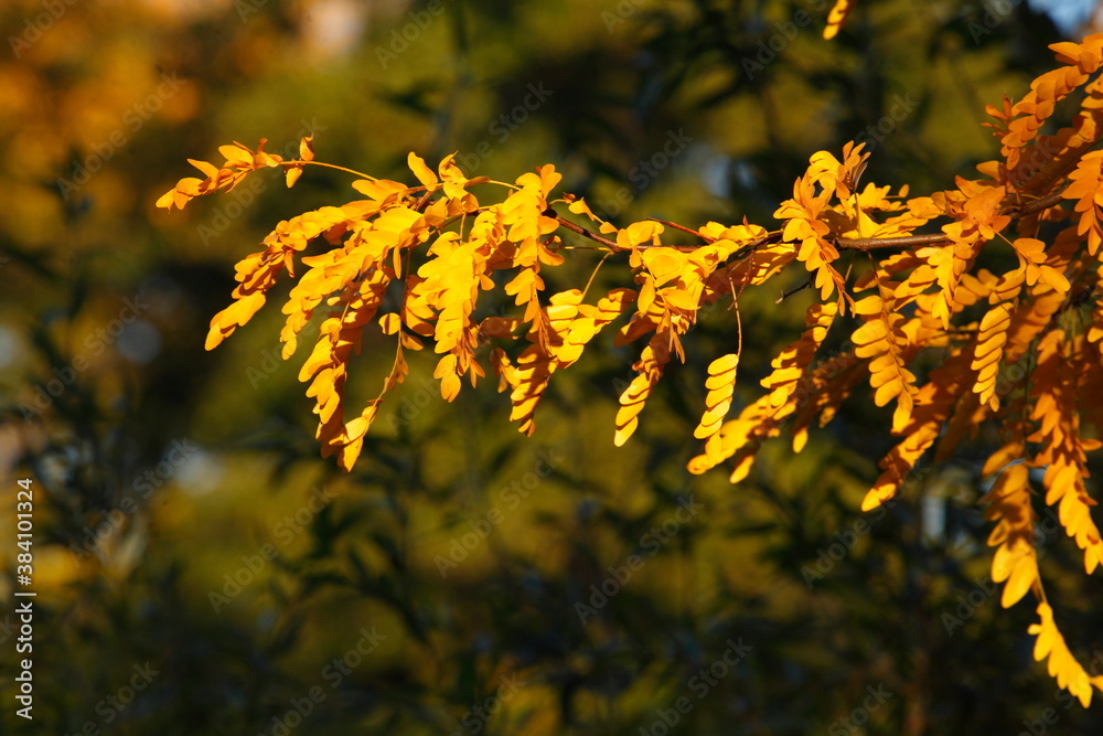 gelb verfärbtes Herbstlaub an einem Baum, Blauer Himmel, Deutschland, Europa gelb verfärbtes Herbstlaub an einem Baum, Blauer Himmel, Deutschland, Europa