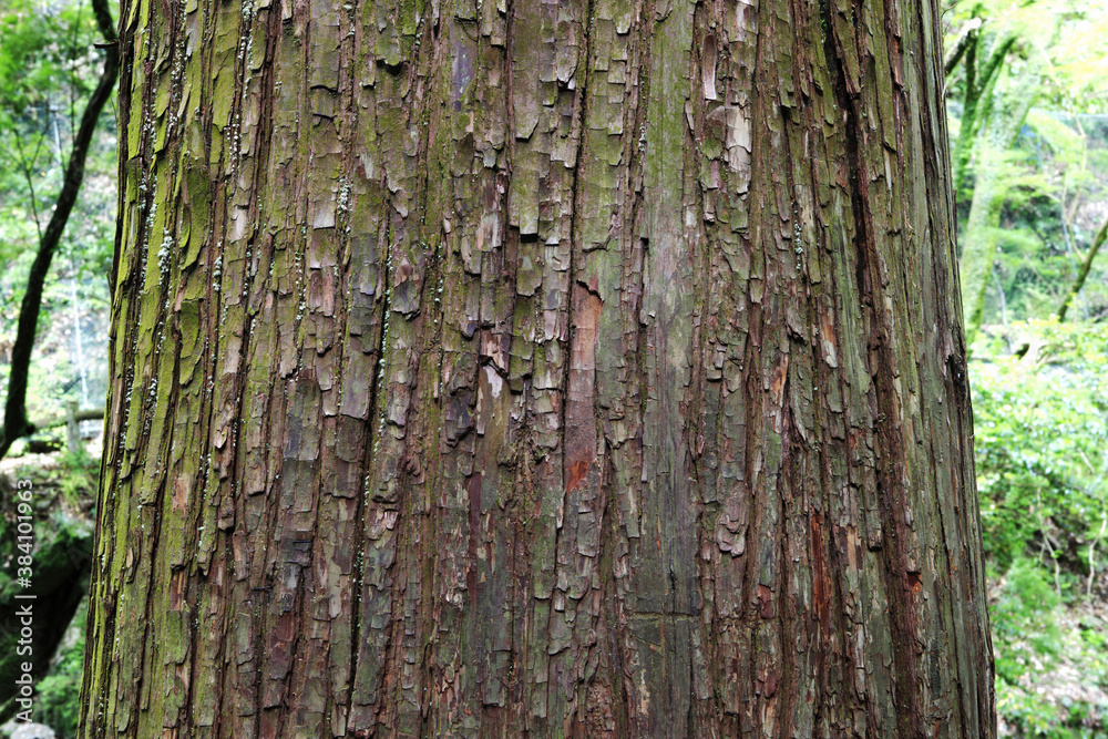 Obraz premium 杉の大木