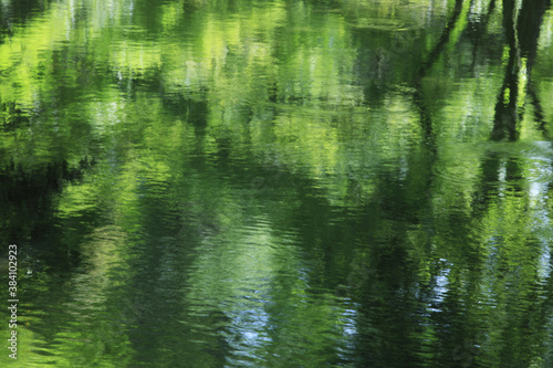 水面に写る新緑
