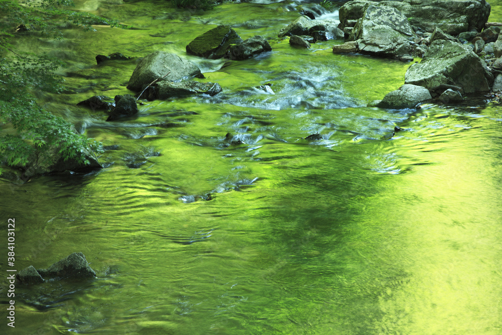 Fototapeta premium 水面に写る新緑