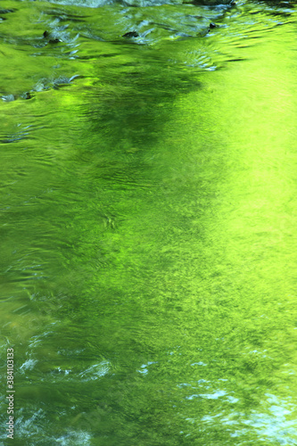 水面に写る新緑