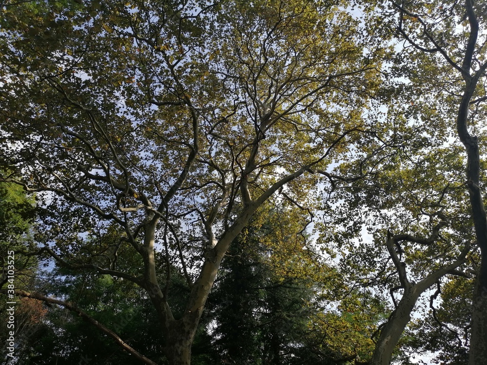 Fototapeta premium trees and sky