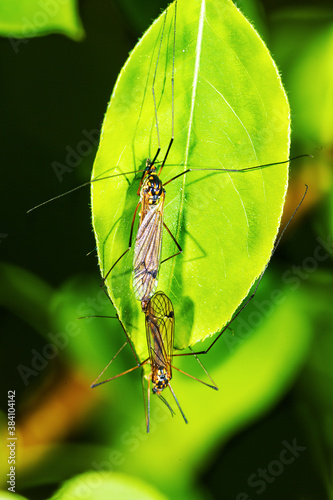 Fotografie spring time of love and insects reproduce