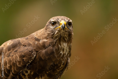 Headshot of Common Buzzard. © L Galbraith