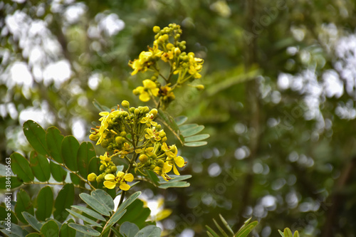 Cassia or Siamese senna flower, Medical plant or herb.