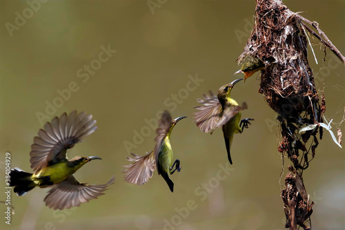 Olive backed sunbird(Yellow-bellied sunbird), Mother bird feeding baby in the nest.