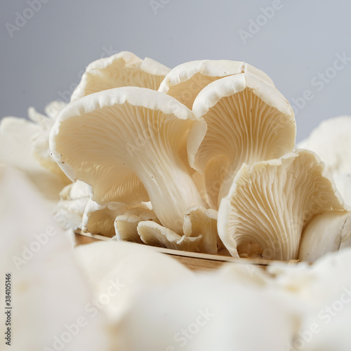 Oyster mushrooms that have been harvested are fresh white and ready for consumption, photographed as attractive as possible against a white background.