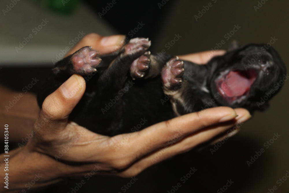 cute new born german shepherd puppy black tiny puppy