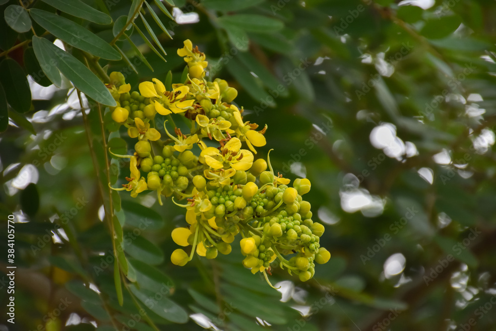 Cassia or Siamese senna flower, Medical plant or herb. Cassia or Siamese senna flower, Medical plant or herb.