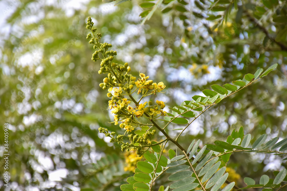 Cassia or Siamese senna flower, Medical plant or herb. Cassia or Siamese senna flower, Medical plant or herb.