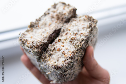 Macro mycelium on wheat. Mycelium on wheat of Psilocybe cubensis. Mycelium fungus. Fusarium euwallaceae. Psilocybe cubensis Mushroom cultivation.