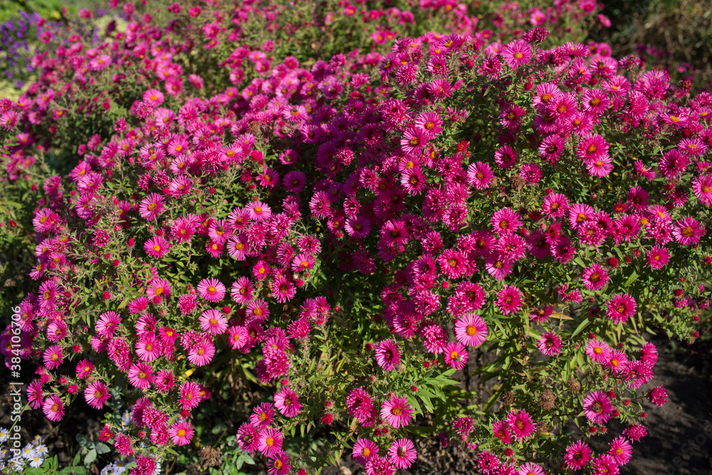 Blooming red maroon chrysanthemums in the autumn in the garden, top view. Very beautiful blooming floral background