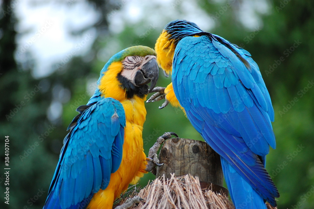 Obraz premium blue and yellow macaw ara