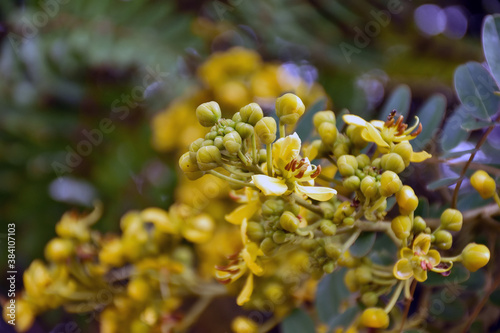 Cassia or Siamese senna flower, Medical plant or herb. © Sophon_Nawit
