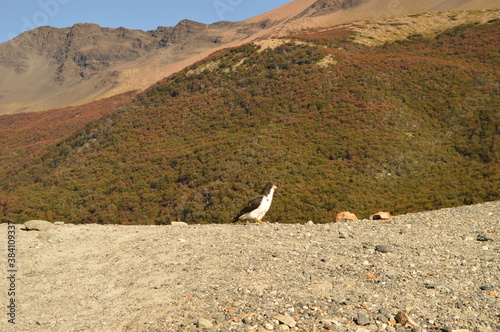 Hiking around the icy glacial lakes of El Chalten, Laguna de los Tres and Fit Roy Mountains in Patagonia, Argentina photo