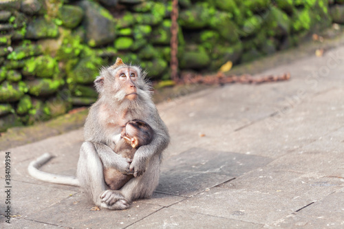 Couple of monkey, mother sits on the trail and cuddle her sleeping baby.