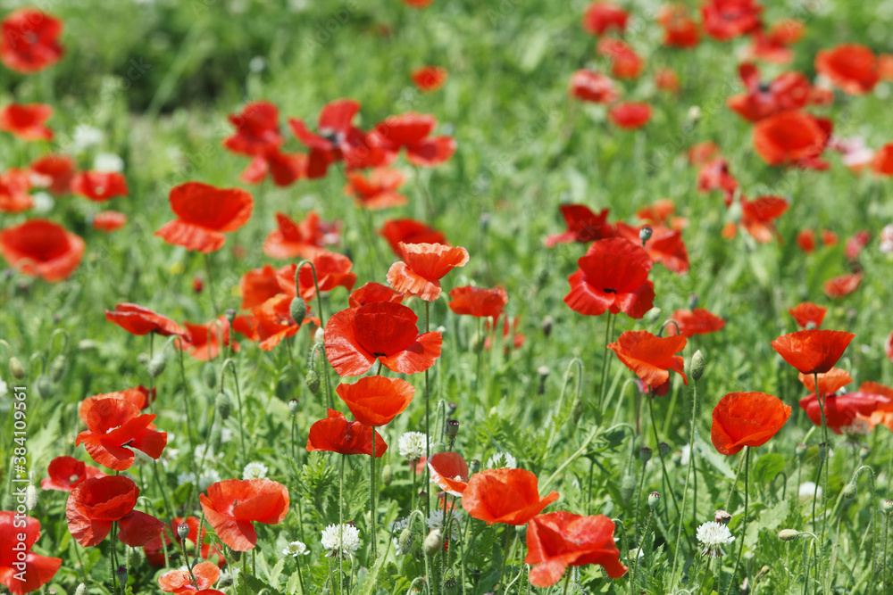 Obraz premium ポピー
