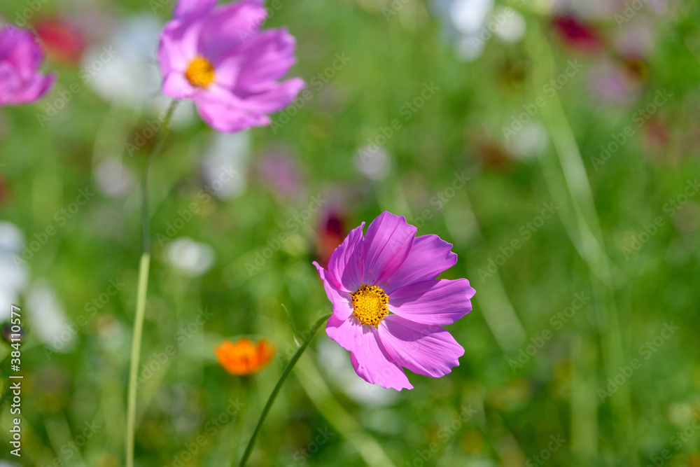Fototapeta premium コスモス