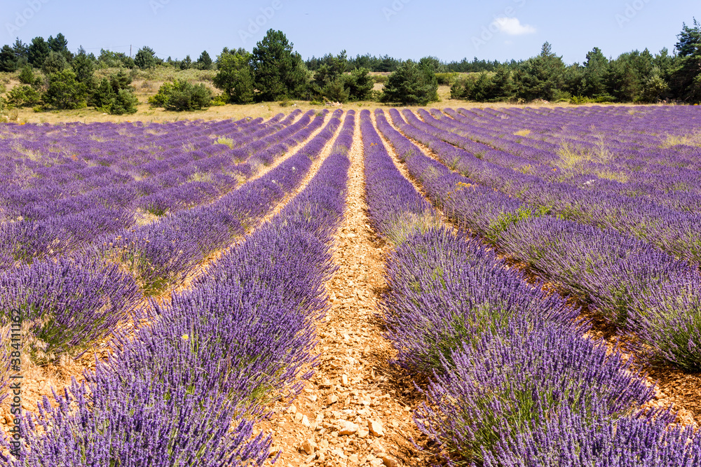 Fototapeta premium Lavender field in Provence, South of France