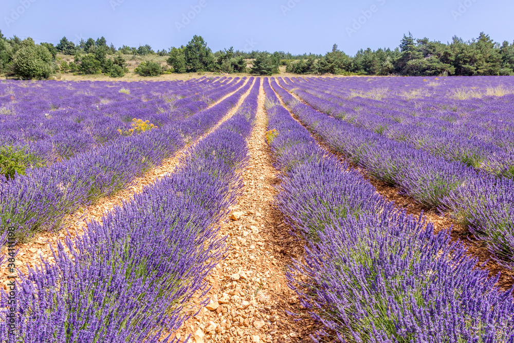 Fototapeta premium Lavender field in Provence, South of France