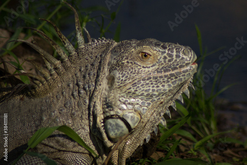 Big Iguana in Thailand