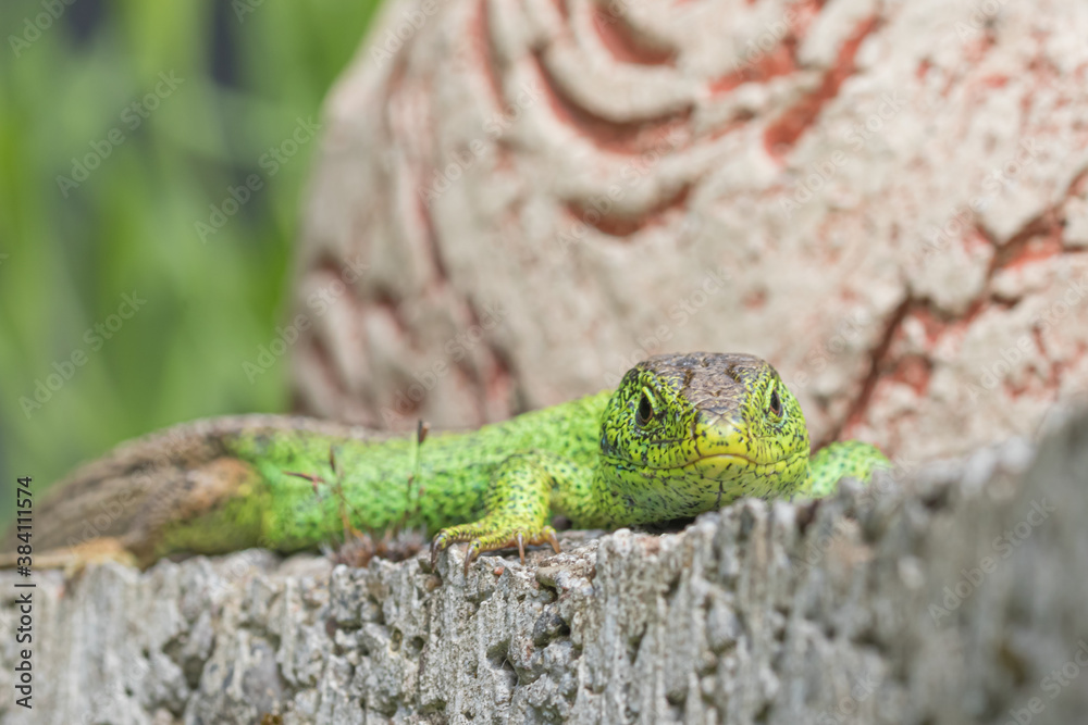 Sand lizard in the garden Sand lizard in the garden