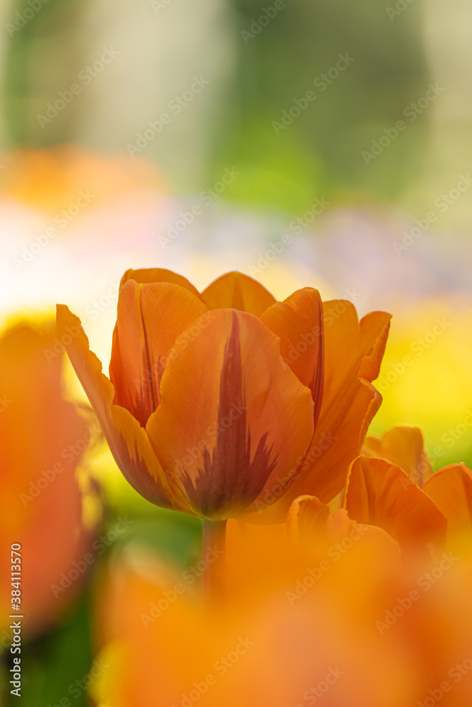 Tulip in the garden Tulip in the garden