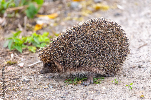 A small hedgehog (lat. Erinaceus europaeus) looks out from passage in a pine forest.