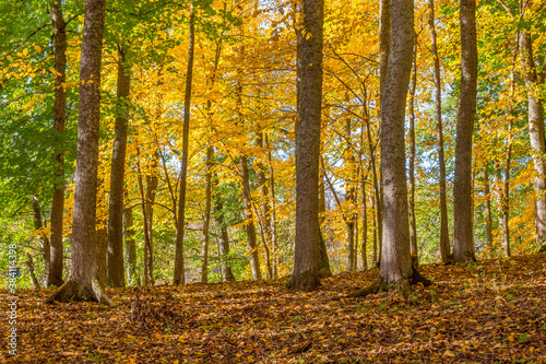 Deciduous forest with autumn colors