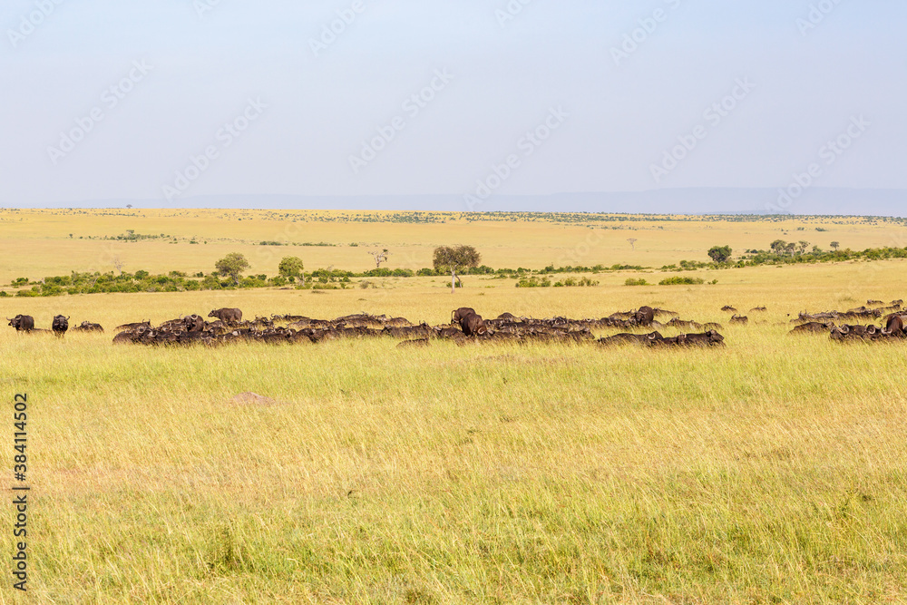 African buffalo herd on the savanna