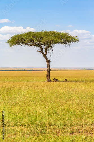 Single Acacia tree and resting lions at the savanna in Masai Mara photo