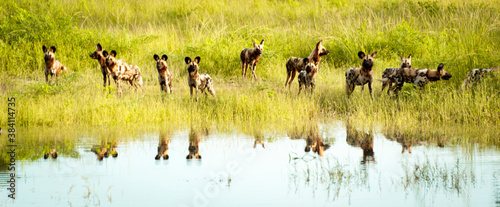 Canvastavla Reflection of  a pack of hunting Wild dogs in Zambia.