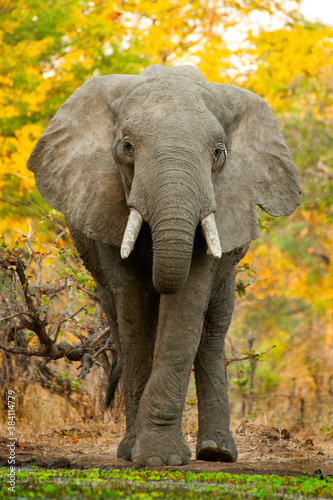 Giant Elephant drinking water in Zambian winter.
