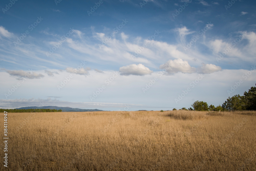 Minimalist view of golden wheat fields