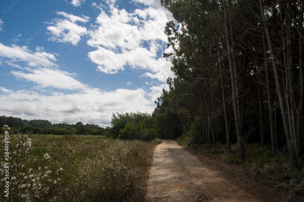 dust road goes along a pine tree plantation