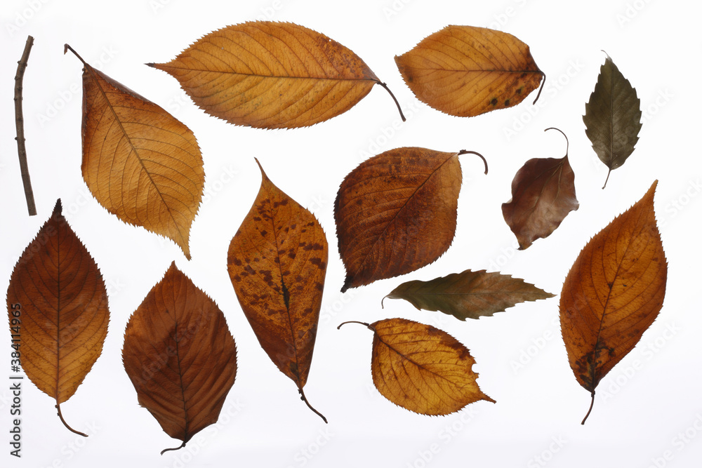 Fototapeta premium 枯れ葉素材